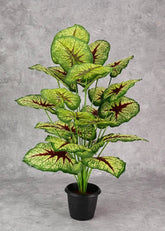 Planta Caladium Red Queen