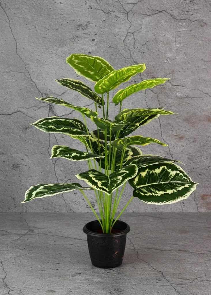 Planta Calatheas