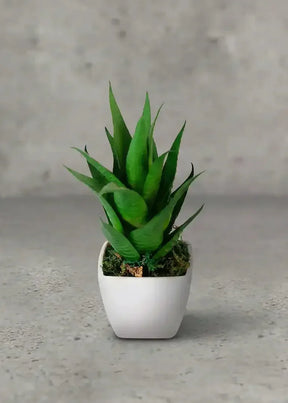 Aloe exuberante suculenta