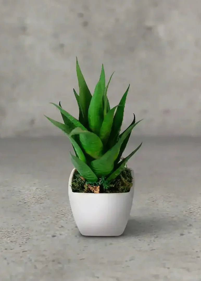 Aloe exuberante suculenta