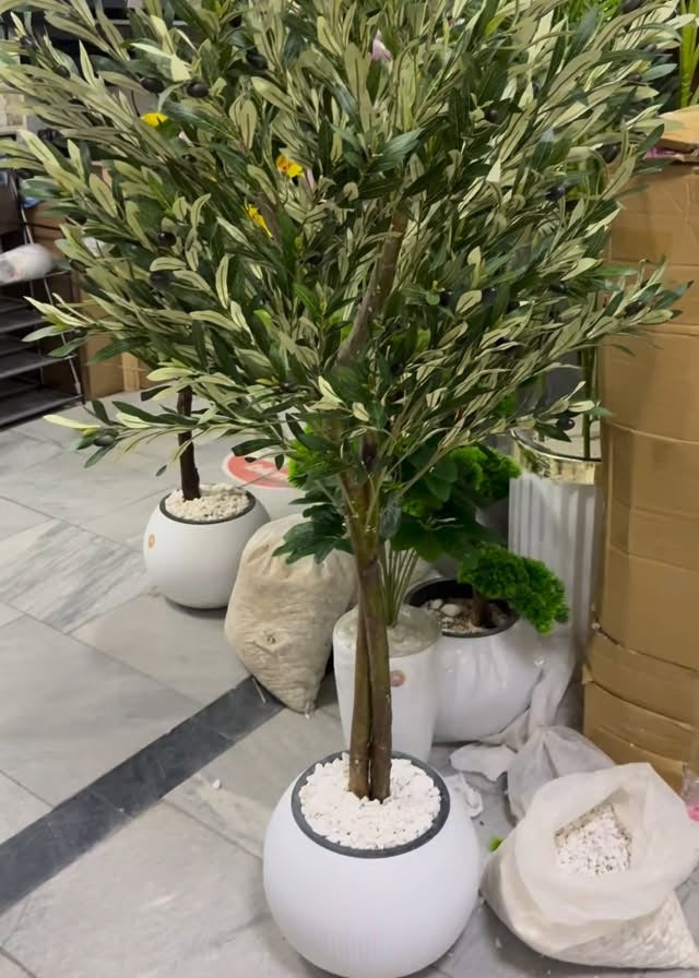 Oliveira Artificial com madeira natural