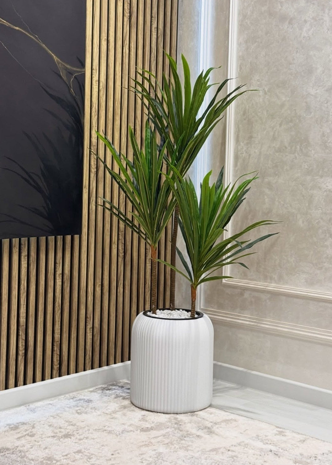 Dracena marginata com vaso Branco