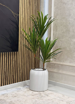 Dracena marginata com vaso Branco