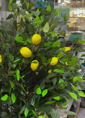 Árvore de limão artificial