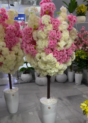 Cerejeira Mesclada Exclusiva branca e rosa