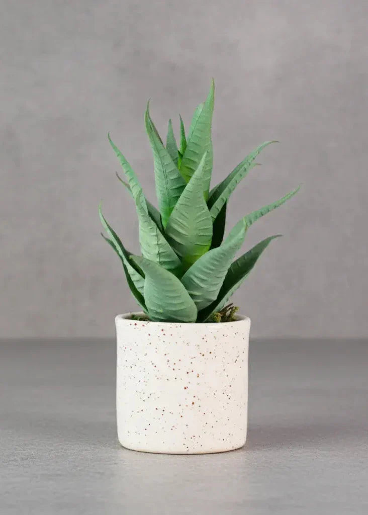 Aloe exuberante suculenta